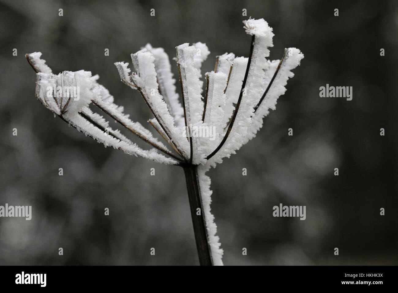 Frost formed on umbellifer plant in winter Stock Photo