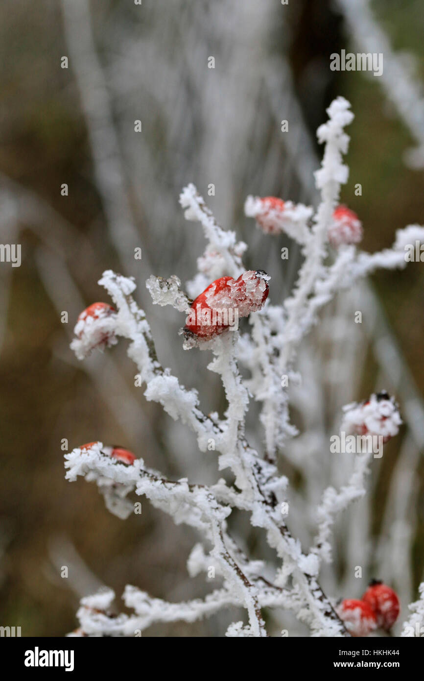 Frost formed on red rosehips in winter Stock Photo