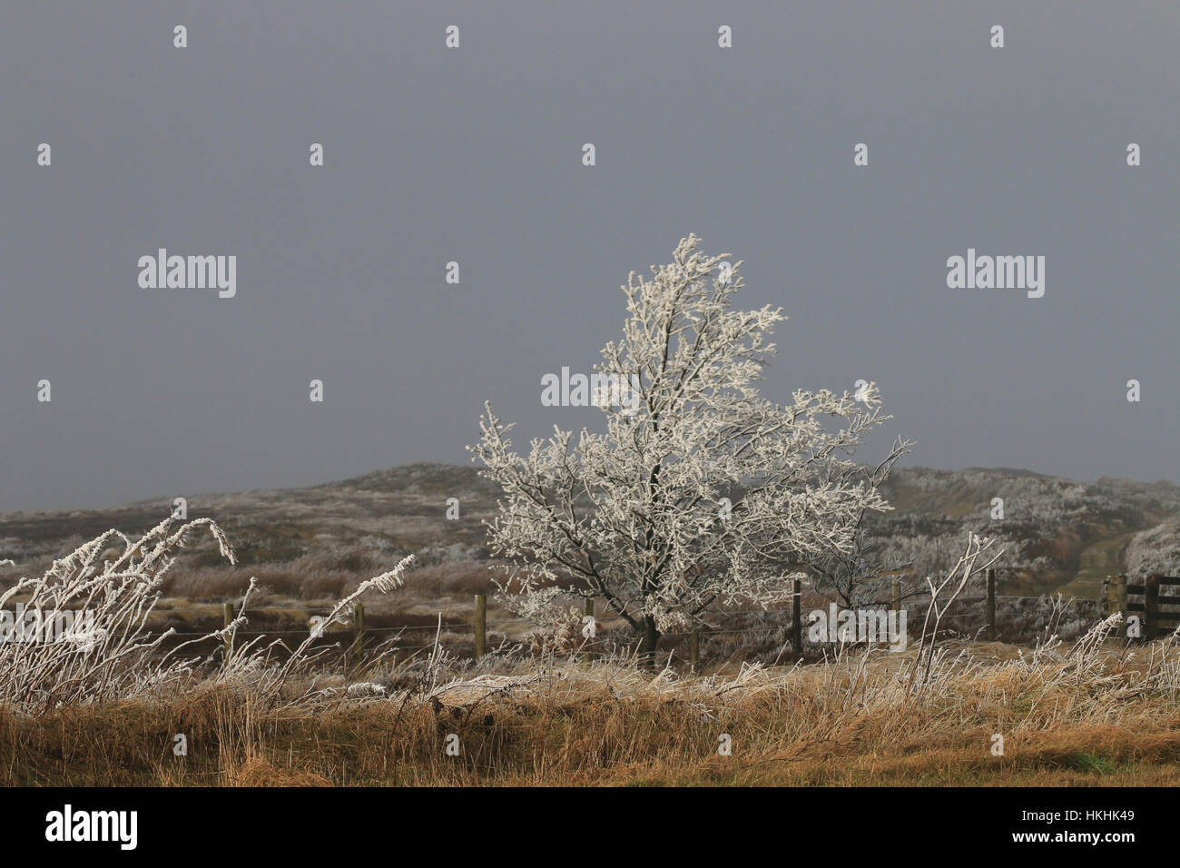 Frost formed on moorland tree and plants in winter Stock Photo