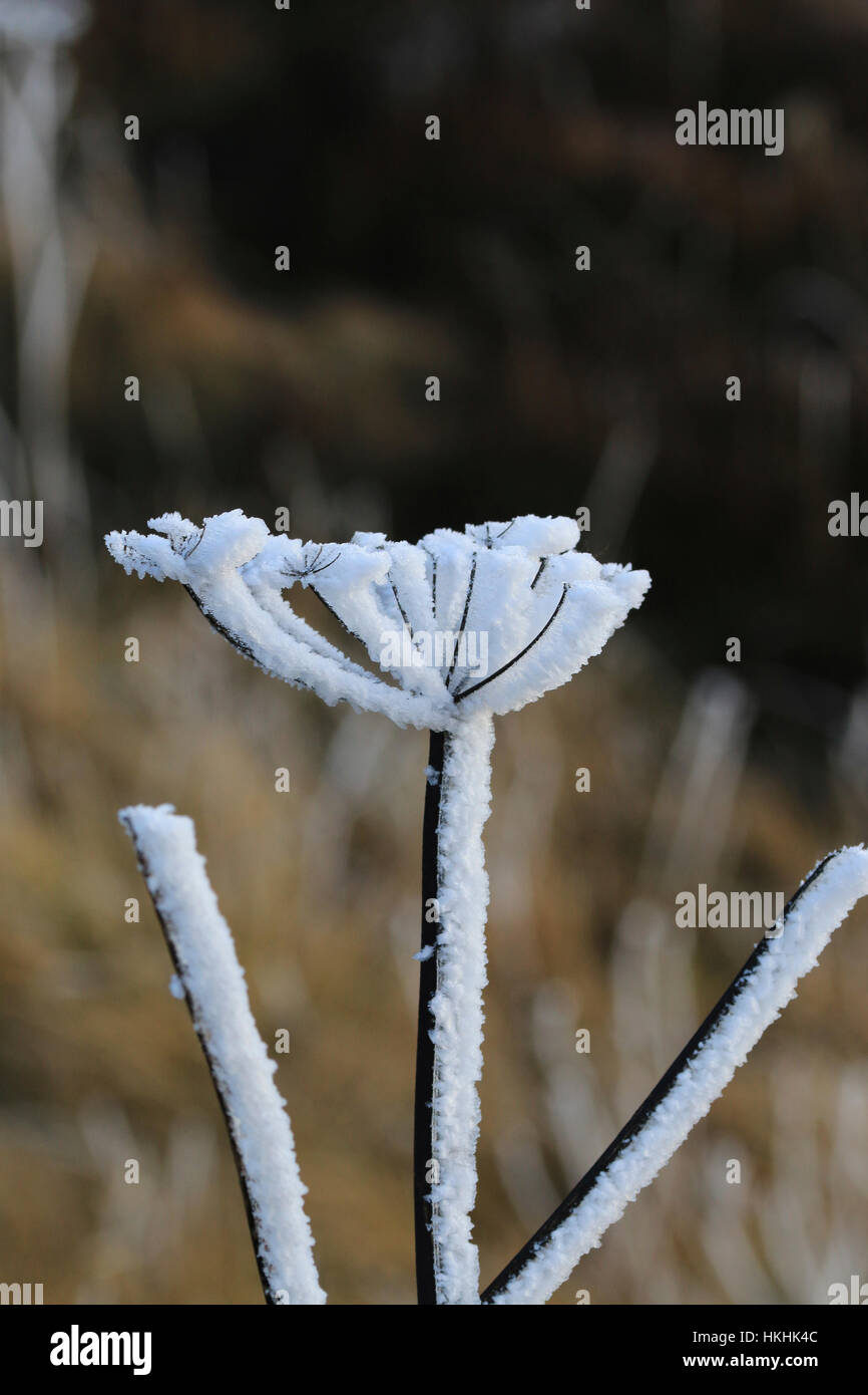 Frost formed on umbellifer plant in winter Stock Photo