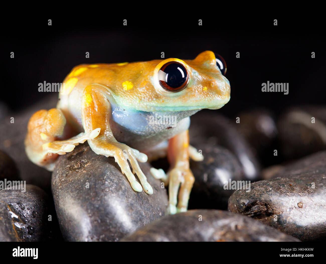 Leptopelis Uluguruensis frog in studio with black background Stock Photo