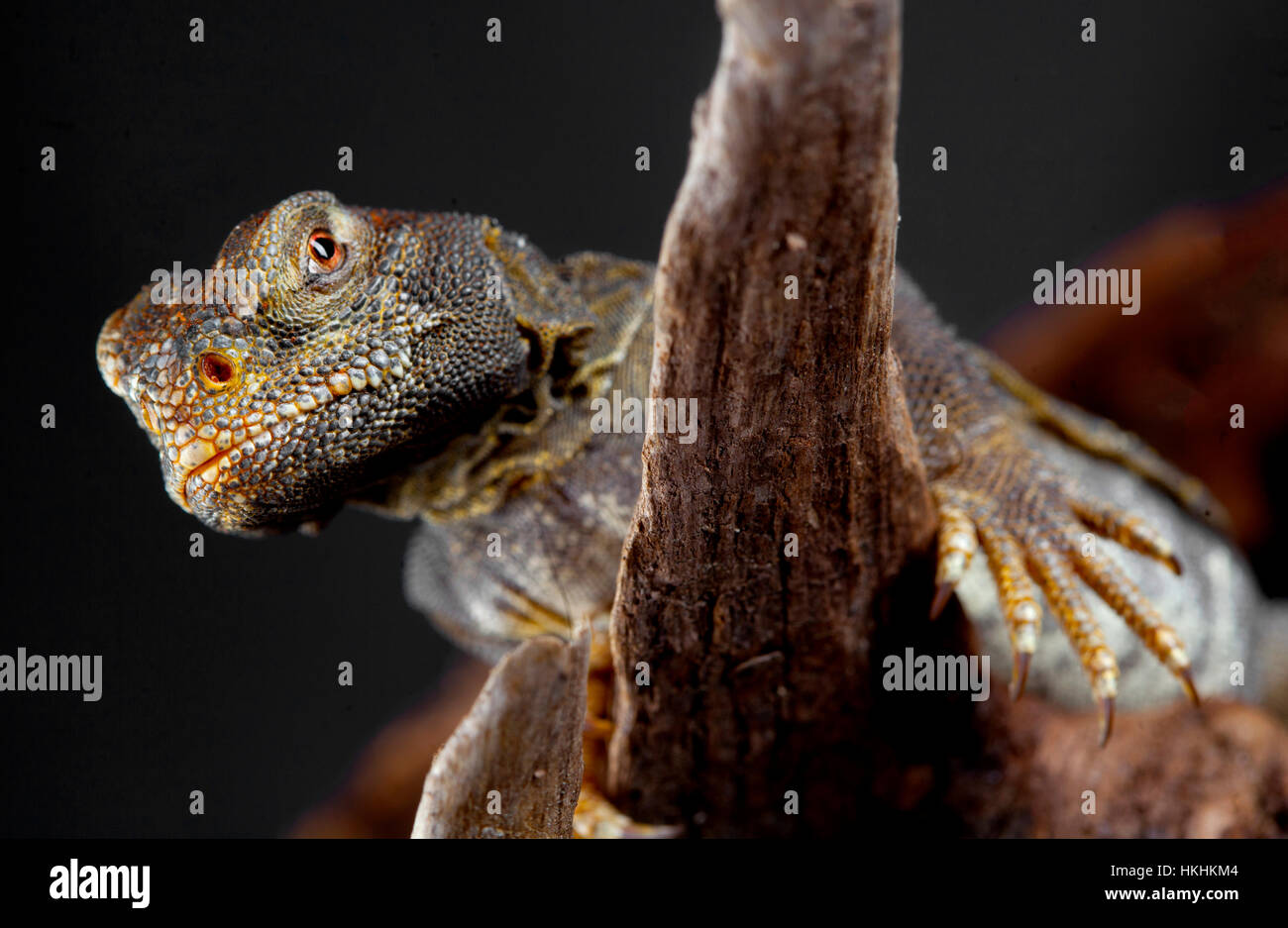 Iguana reptile portrait in studio with dark background Stock Photo