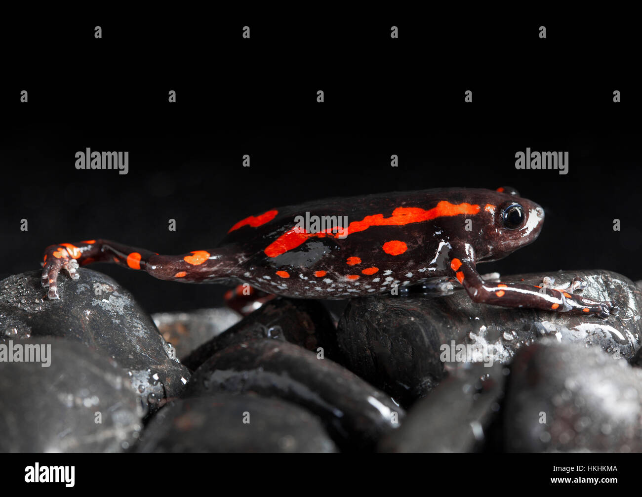 Black and Orange frog in studio with dark background Stock Photo