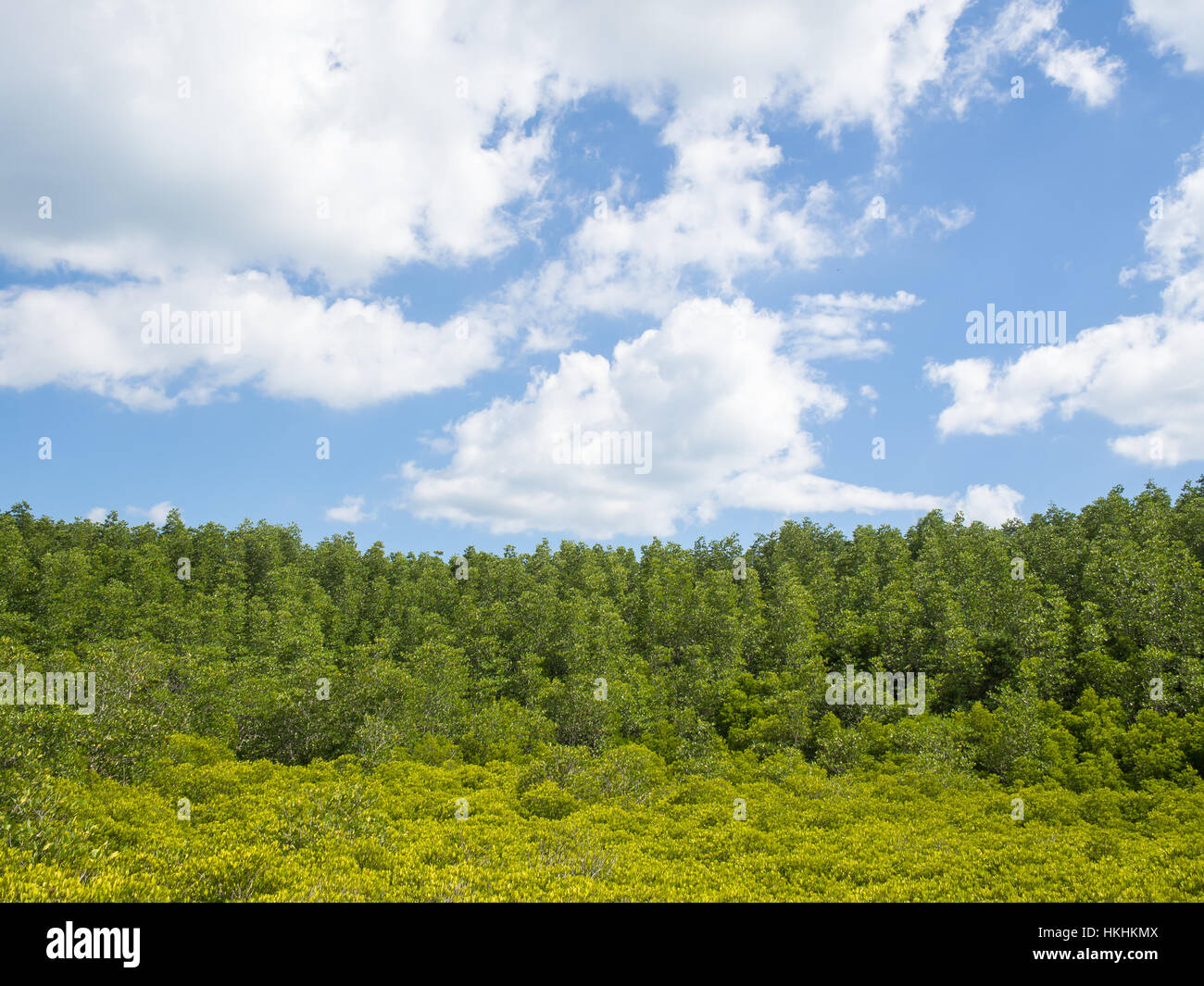 Landscape with green and yellow tiny trees blurred foreground in cloudy skies day Stock Photo