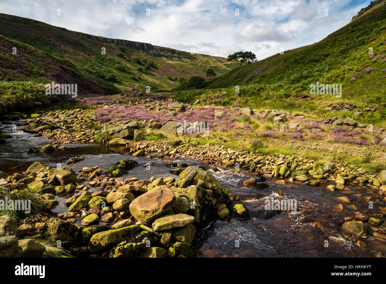 Summer at Crowden in North Derbyshire. Purple heather blooming around rocks in this dramatic and rugged landscape. Stock Photo