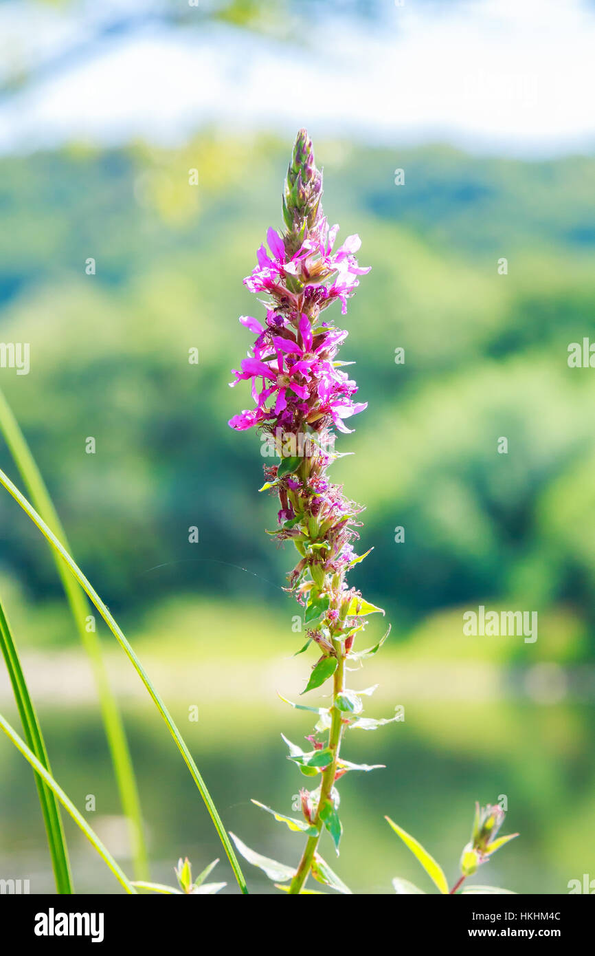 Abstract soft blurred colorful of Uraria crinita , Leguminosae,Papilionoideae,the wild flower and Thai herb in the forest in Thailand. Stock Photo