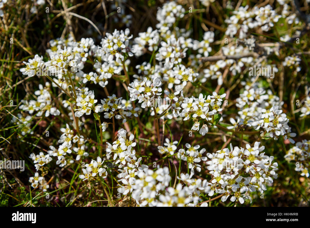 Common Scurvygrass, Cochlearia officinalis, wildflower, Solway coast, Kirkcudbrightshire, Dumfries & Galloway, Scotland Stock Photo