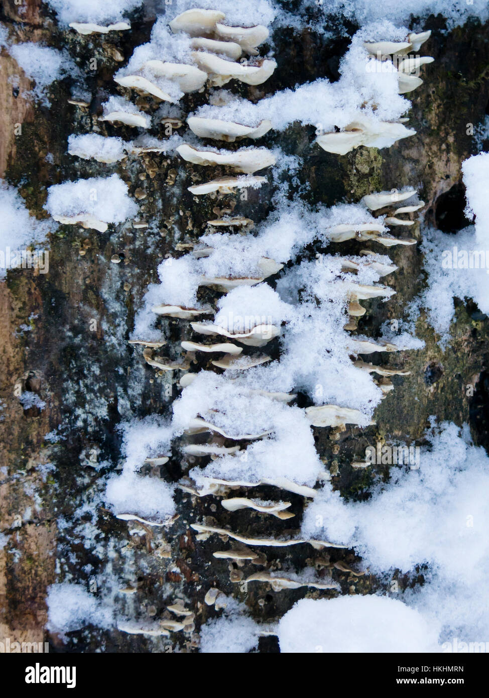 Pilze am Baum im Schnee Stock Photo