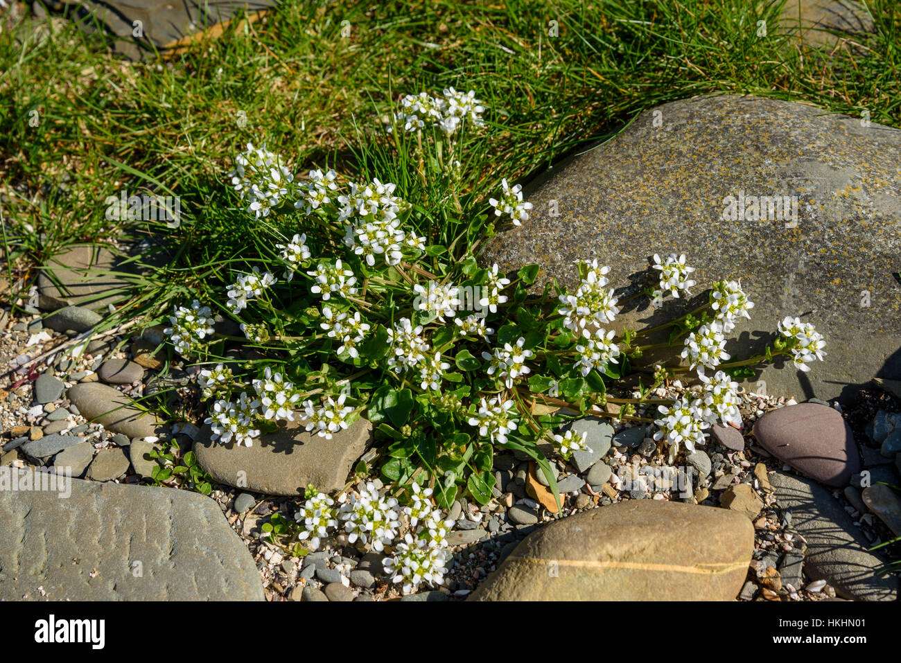 Common Scurvygrass, Cochlearia officinalis, wildflower, Solway coast, Kirkcudbrightshire, Dumfries & Galloway, Scotland Stock Photo