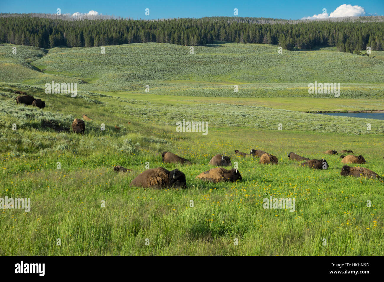 Hayden Valley Hi res Stock Photography And Images Alamy hayden-valley-hi-res-stock-photography-and-images-alamy