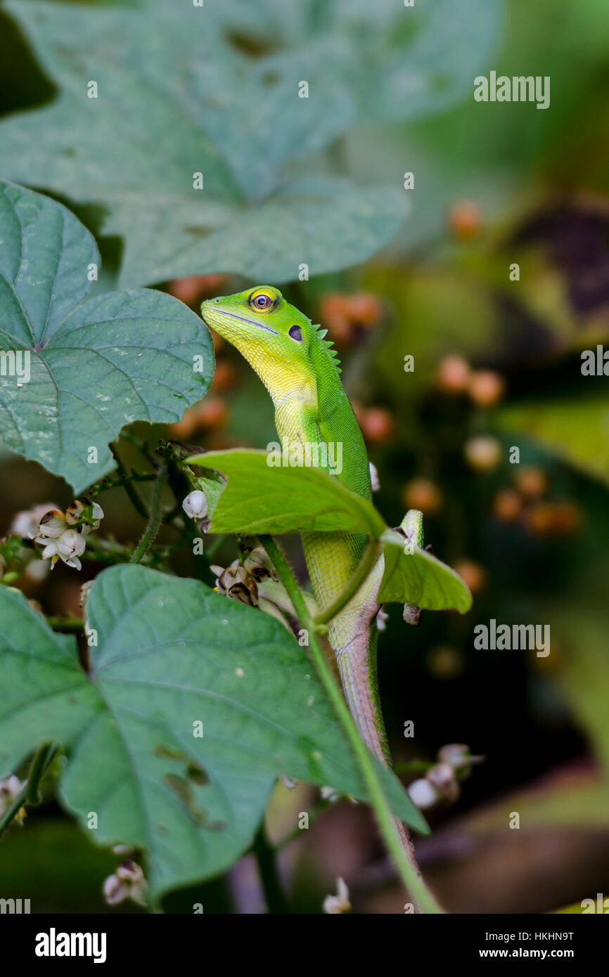 Chameleon in green bushes - Green chameleon on the branch with shallow DOF Stock Photo