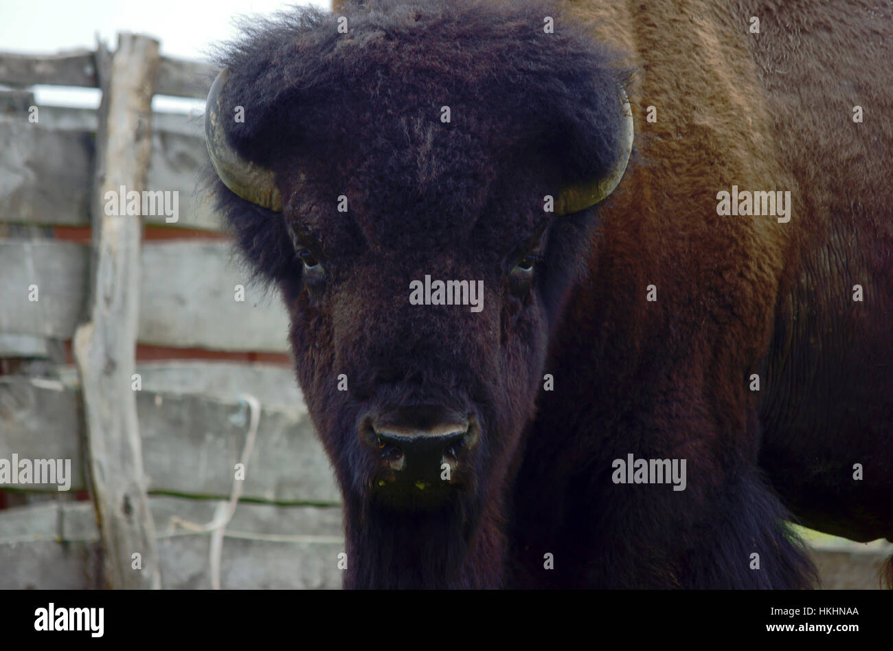 american bisons noddle, Poland Stock Photo