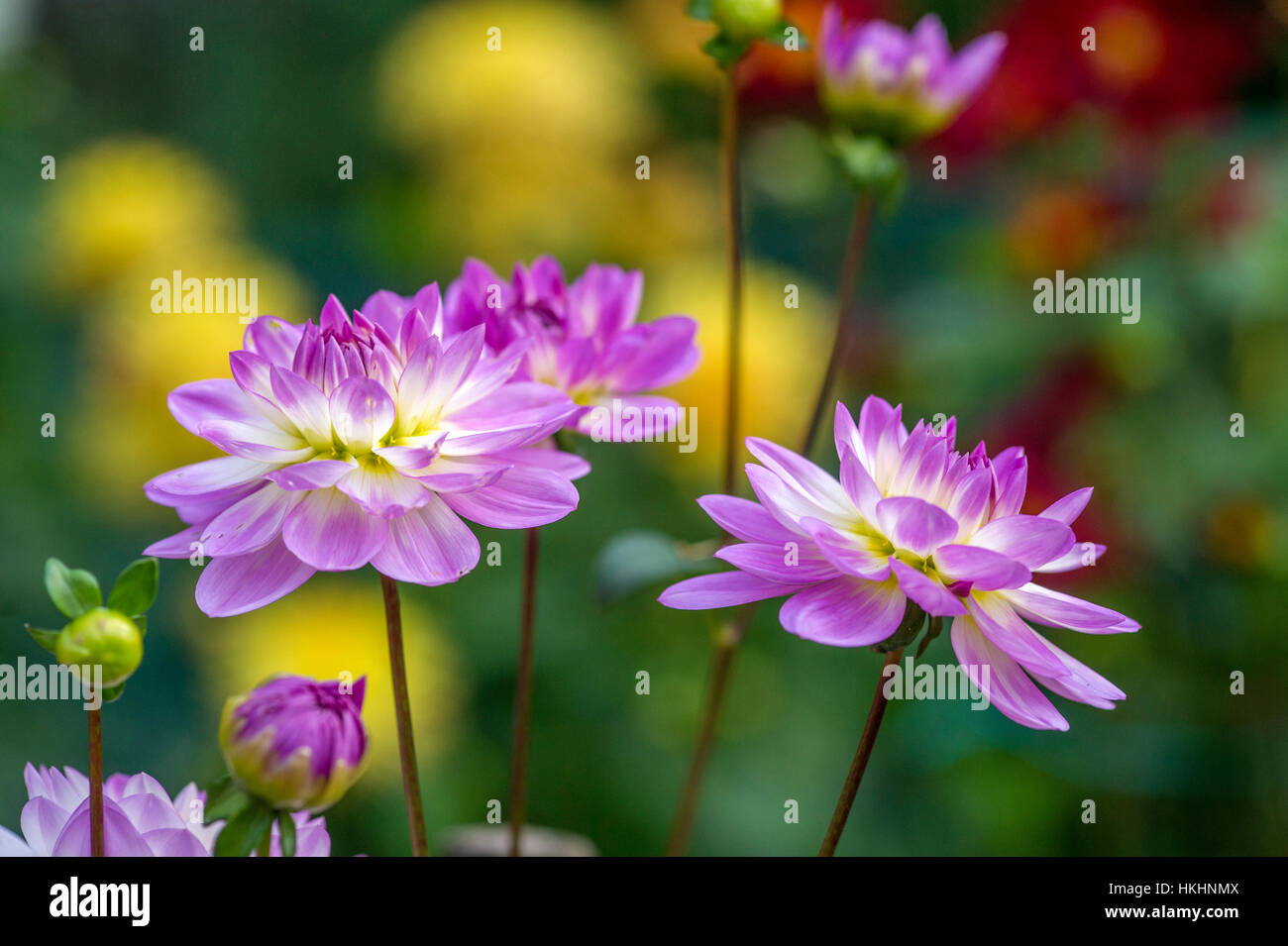 Dahlia - Sandia Melody Stock Photo - Alamy