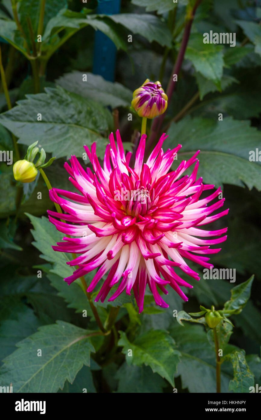 Dahlia - Hollyhill Starburst Stock Photo - Alamy