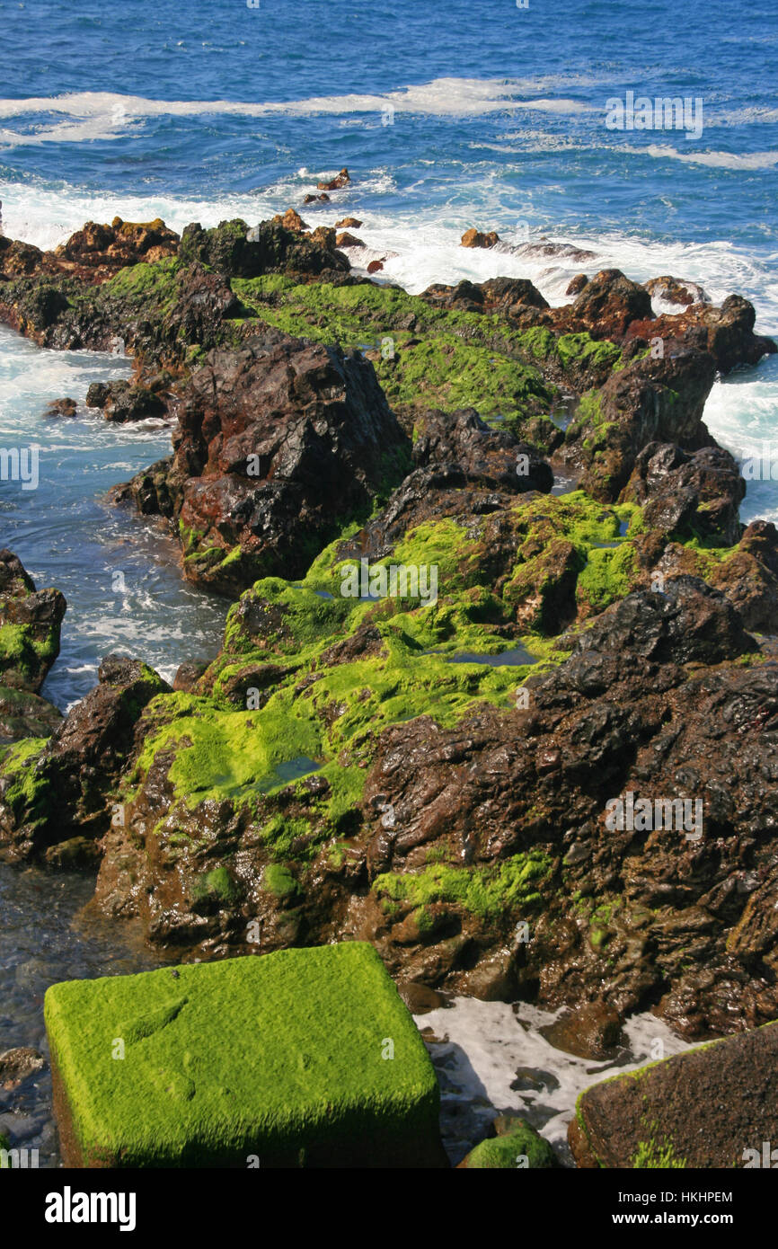 green algae on rocks at low tide Stock Photo