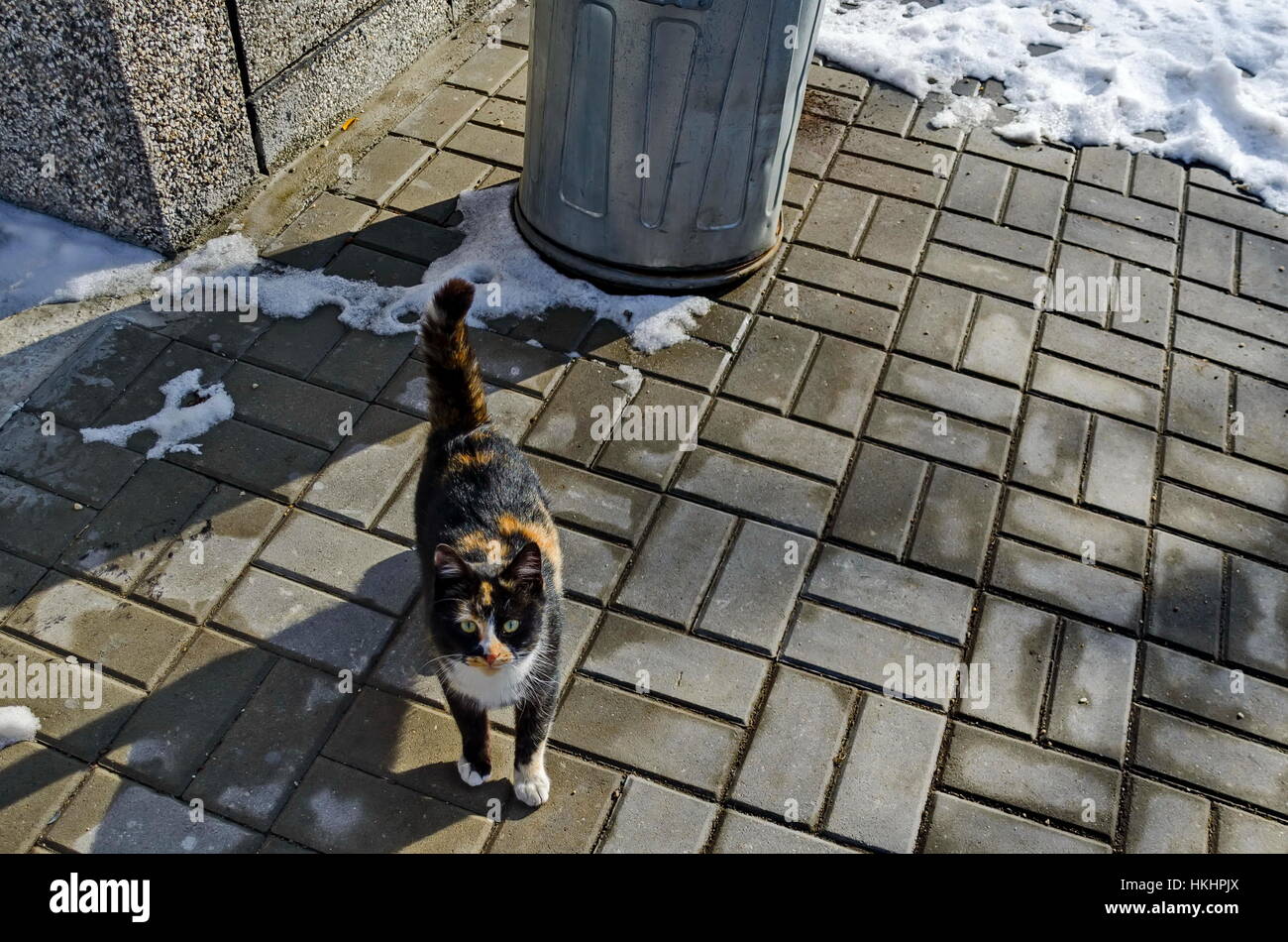 Small curious kitten at sunlight pavement  in winter village Pasarel,  Bulgaria Stock Photo