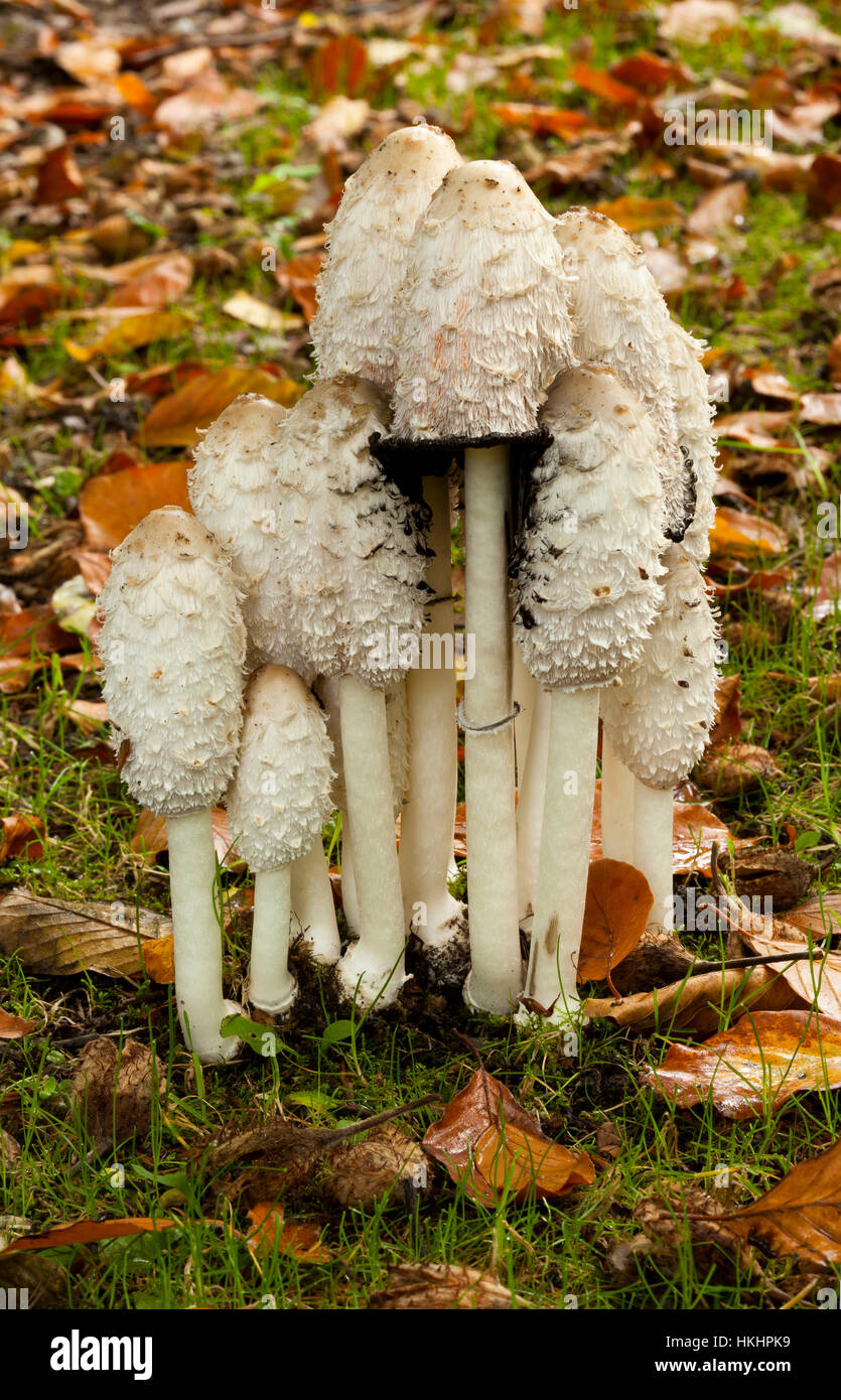A group of Shaggy Ink Cap wild fungi ('Coprinopsis Comatus') Stock Photo