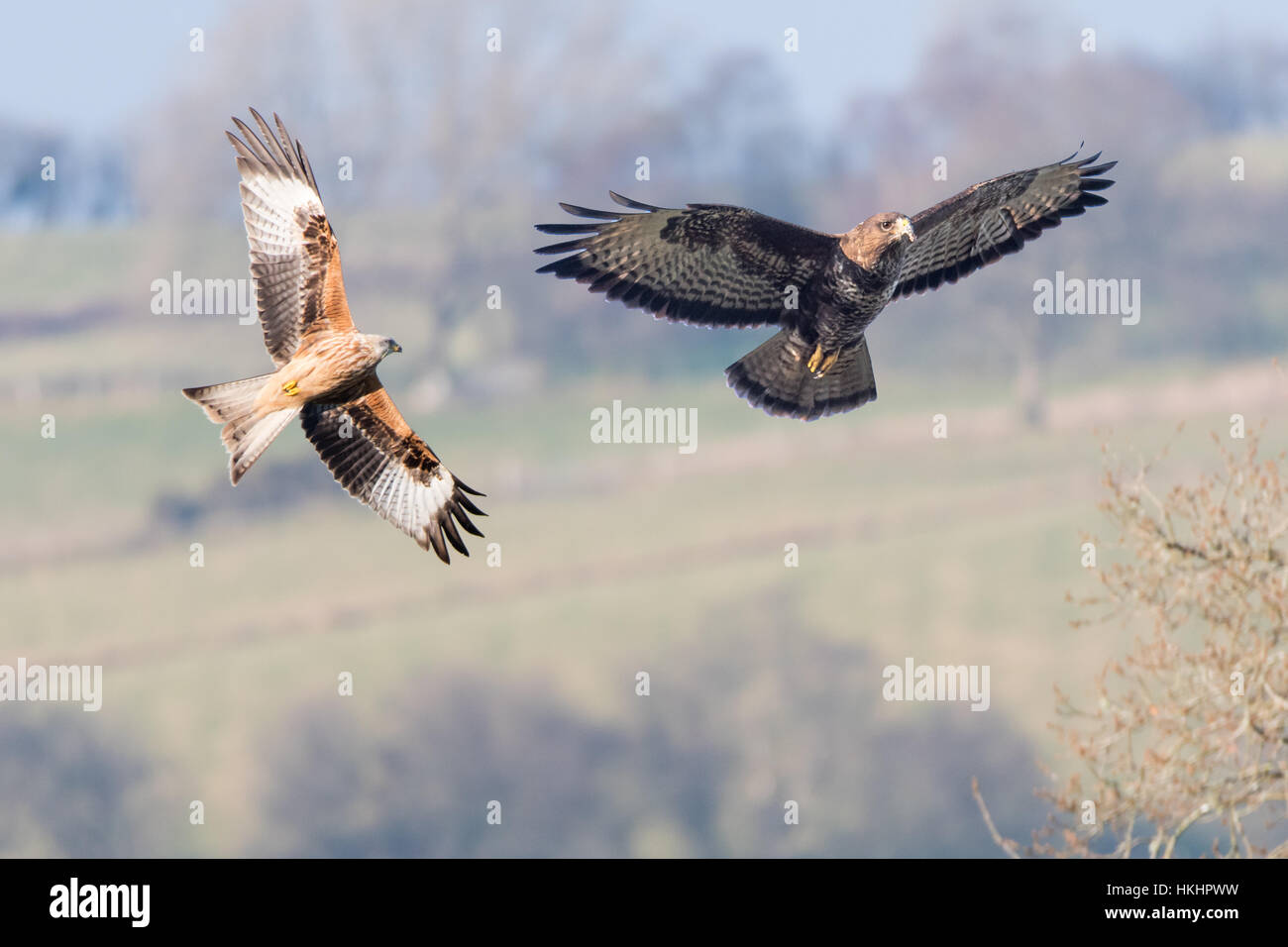 Comparison of red kite (Milvus milvus) and buzzard (Buteo buteo), in