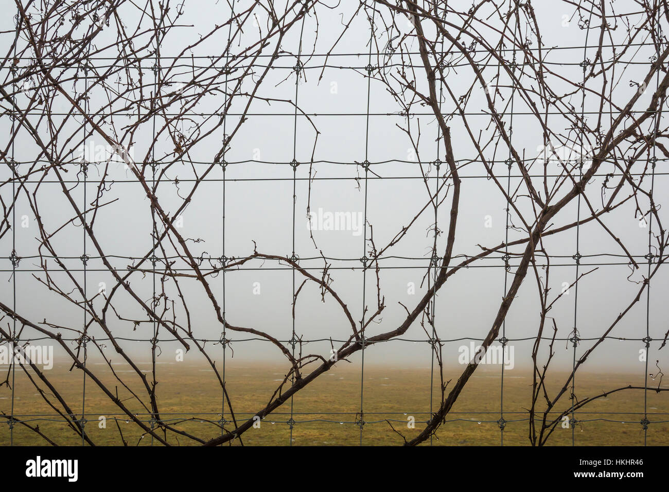 Vine winding over a wire fence in central Michigan, USA Stock Photo