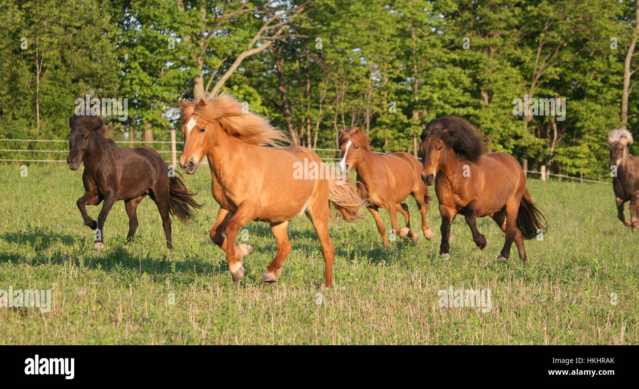 A herd of Icelandic horses gallop through summer pasture Stock Photo