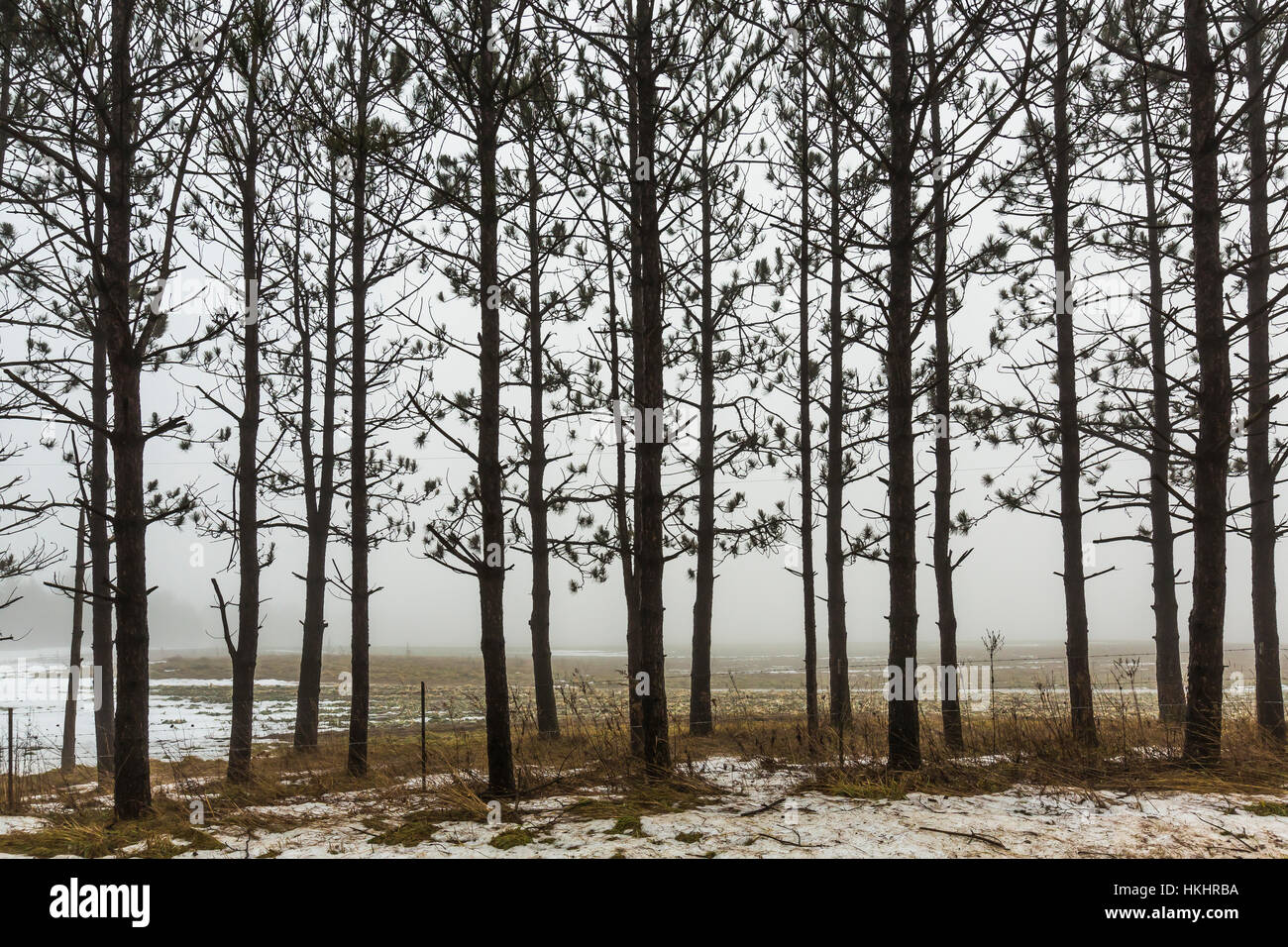 Pine trees lining a country road and farm field during a January thaw with advection fog in central Michigan, USA Stock Photo