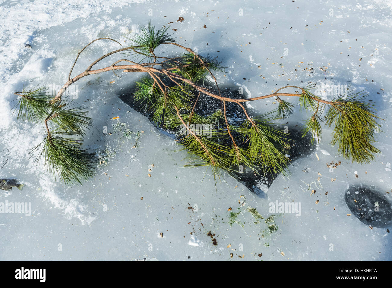 Pine branch stuck into ice fishing hole as a visual safety marker on Lake of the Clouds, Canadian Lakes, Stanwood, Michigan, USA Stock Photo