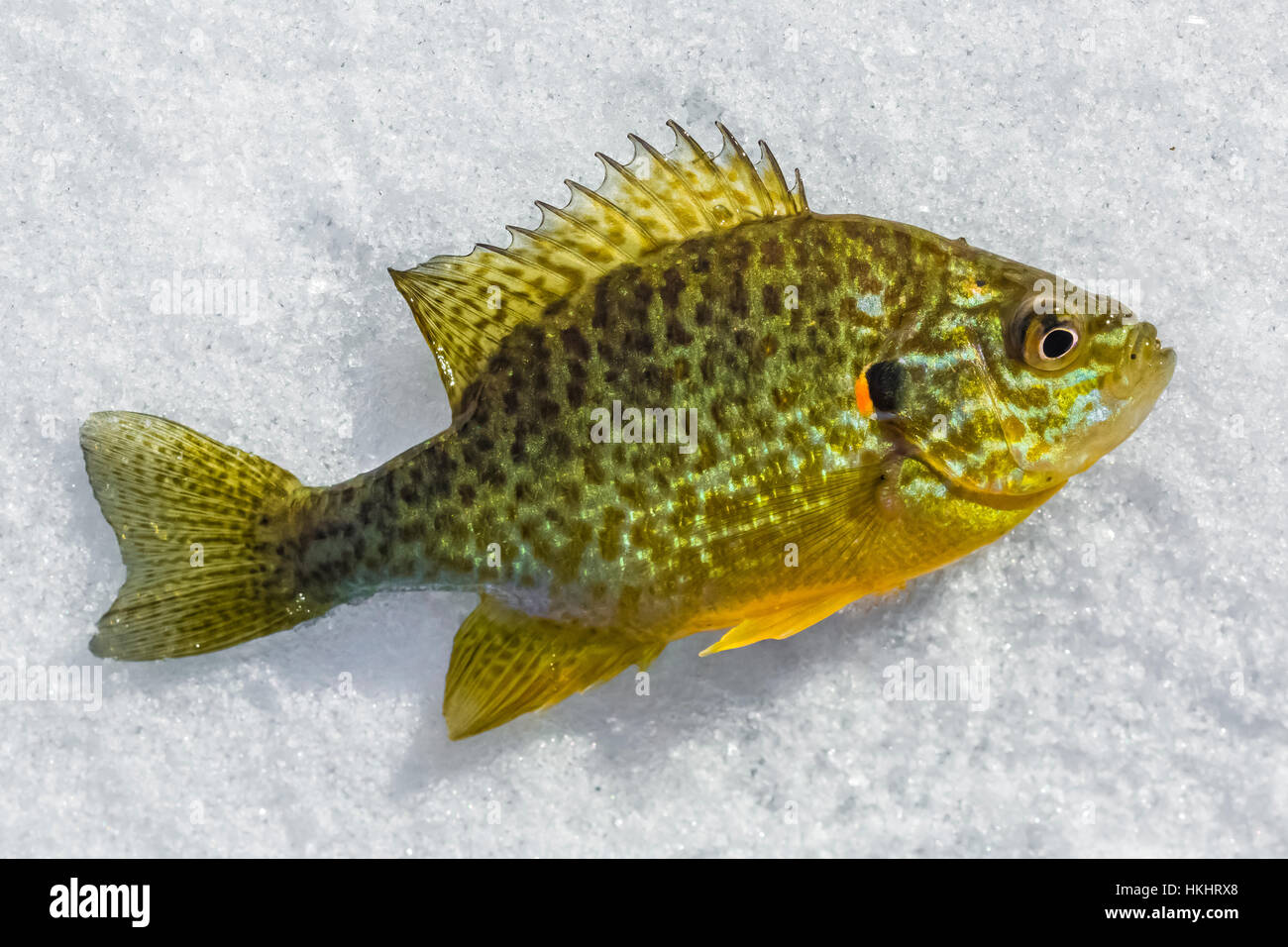 Pumpkinseed, Lepomis gibbosus, sunfish caught while ice fishing at Lake