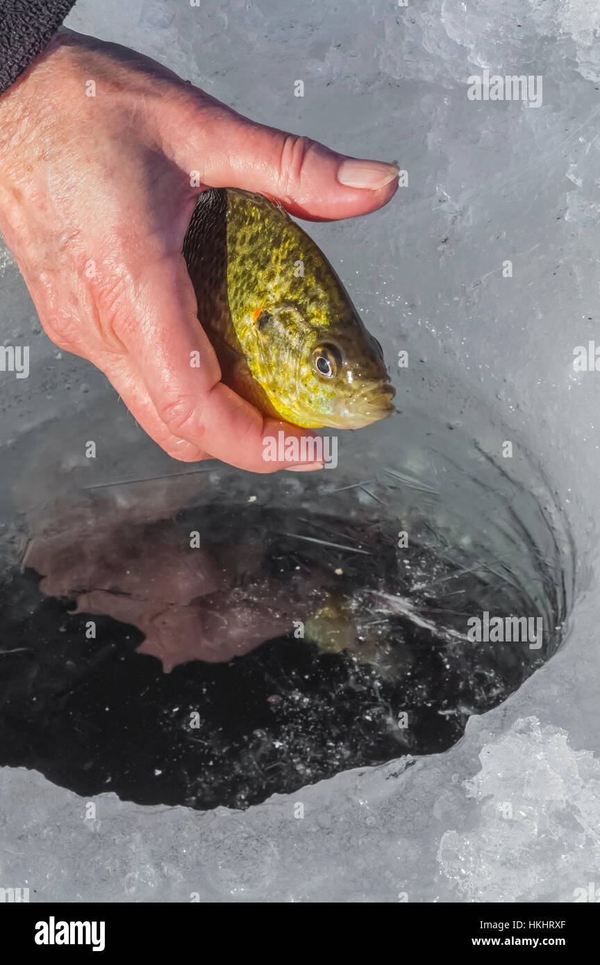 Pumpkinseed, Lepomis gibbosus, sunfish caught while ice fishing at Lake