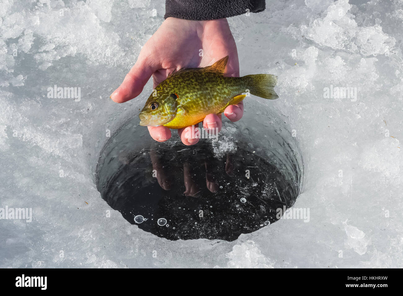 Pumpkinseed, Lepomis gibbosus, sunfish caught while ice fishing at Lake