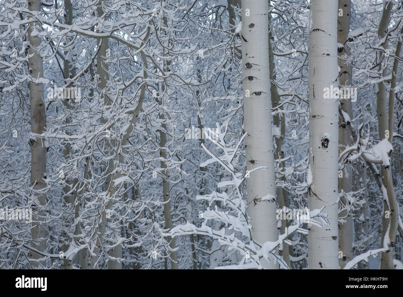 new snow in an aspen forest Stock Photo