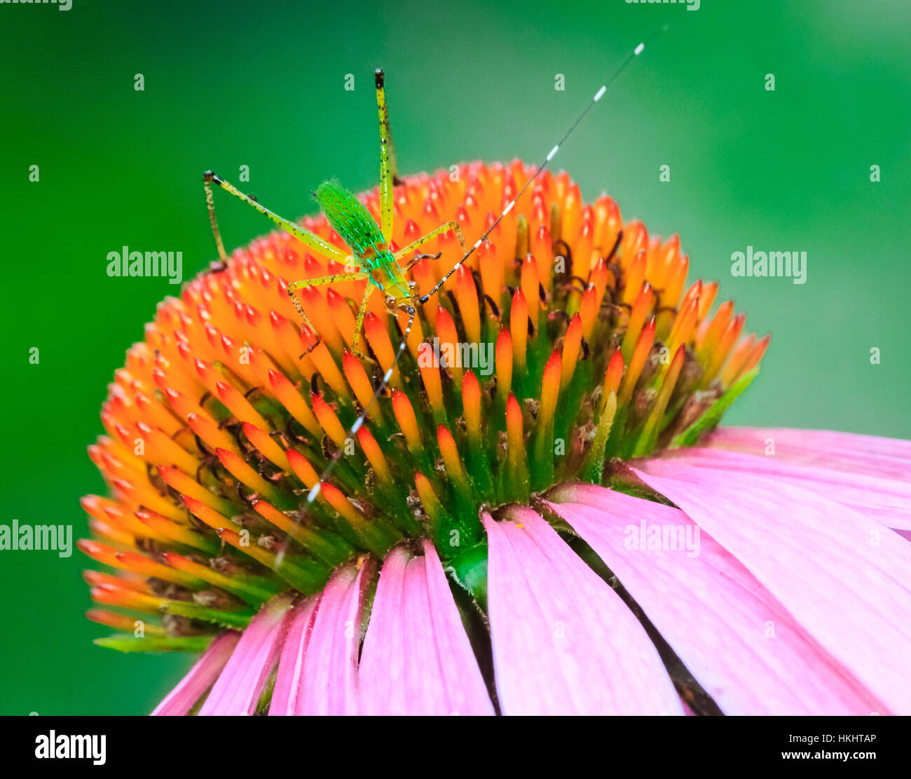 GREEN APHID/PINK DAISY Stock Photo