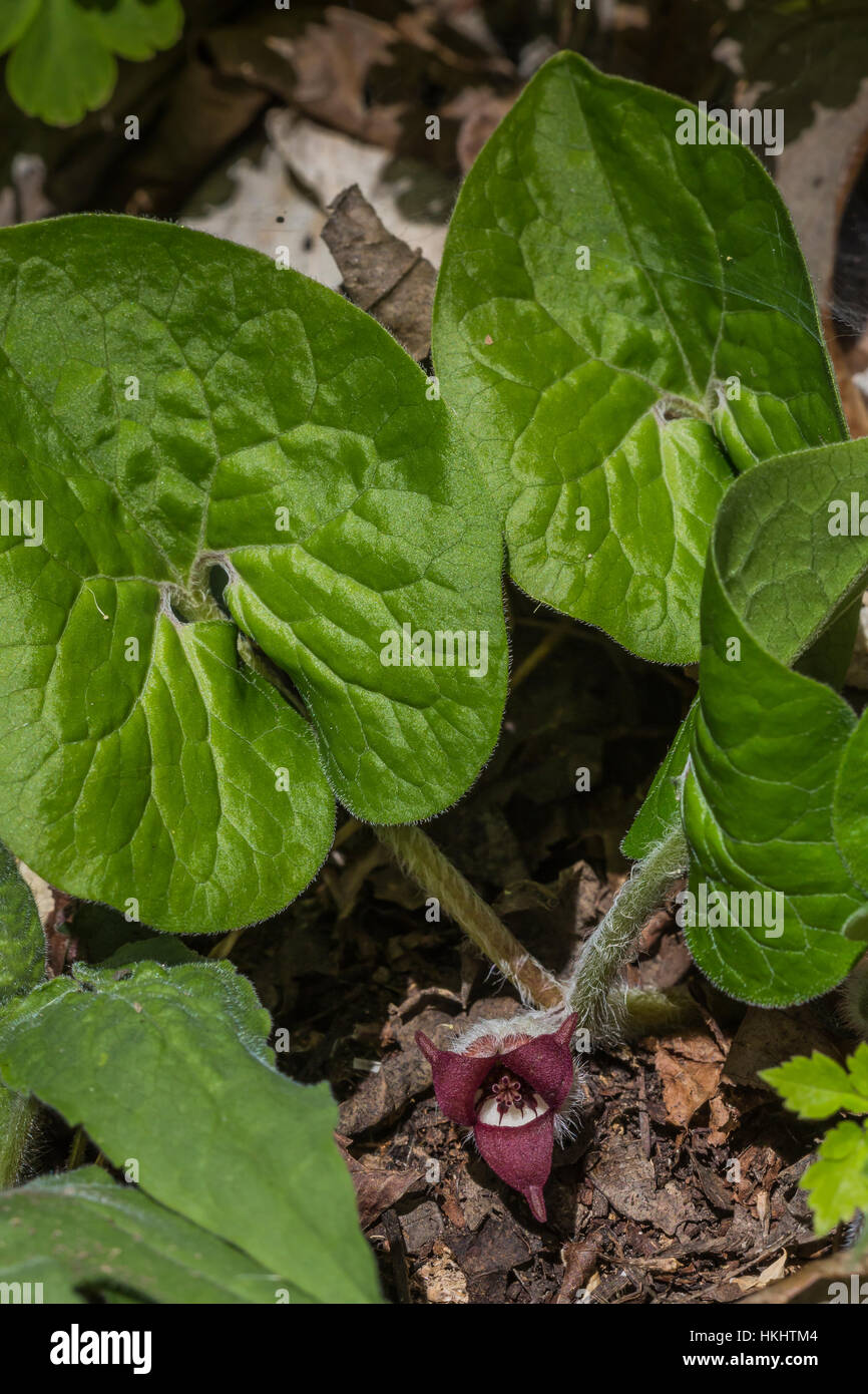 Canadian Wild Ginger, Asarum canadense, flowering in the forest in Serpent Mound State Memorial in Adams County, Ohio, USA Stock Photo