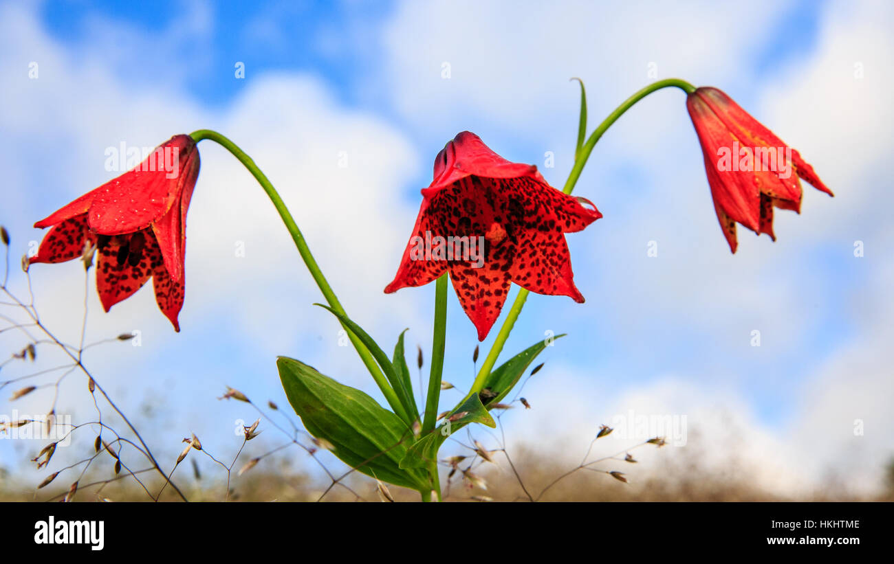 Red Roan High Resolution Stock Photography And Images Alamy