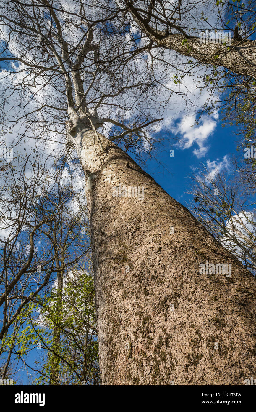 American Sycamore, Platanus occidentalis, towering above the floodplain of Brush Creek at Great Serpent Mound, Ohio, USA Stock Photo