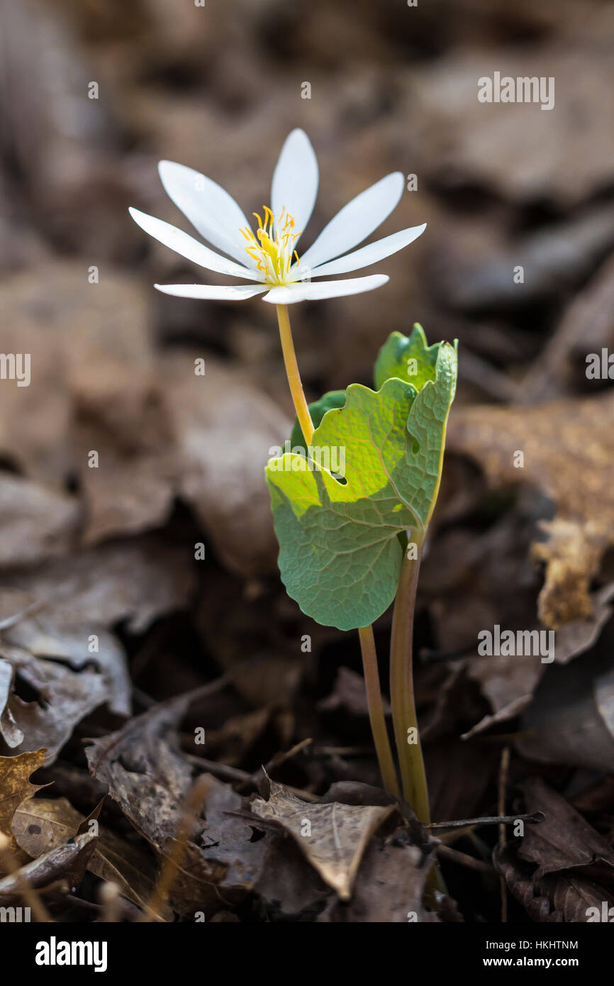 Bloodroot Flower Meaning