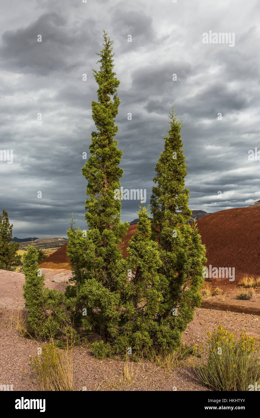 Western Juniper, Juniperus occidentalis, growing in the clay soil along