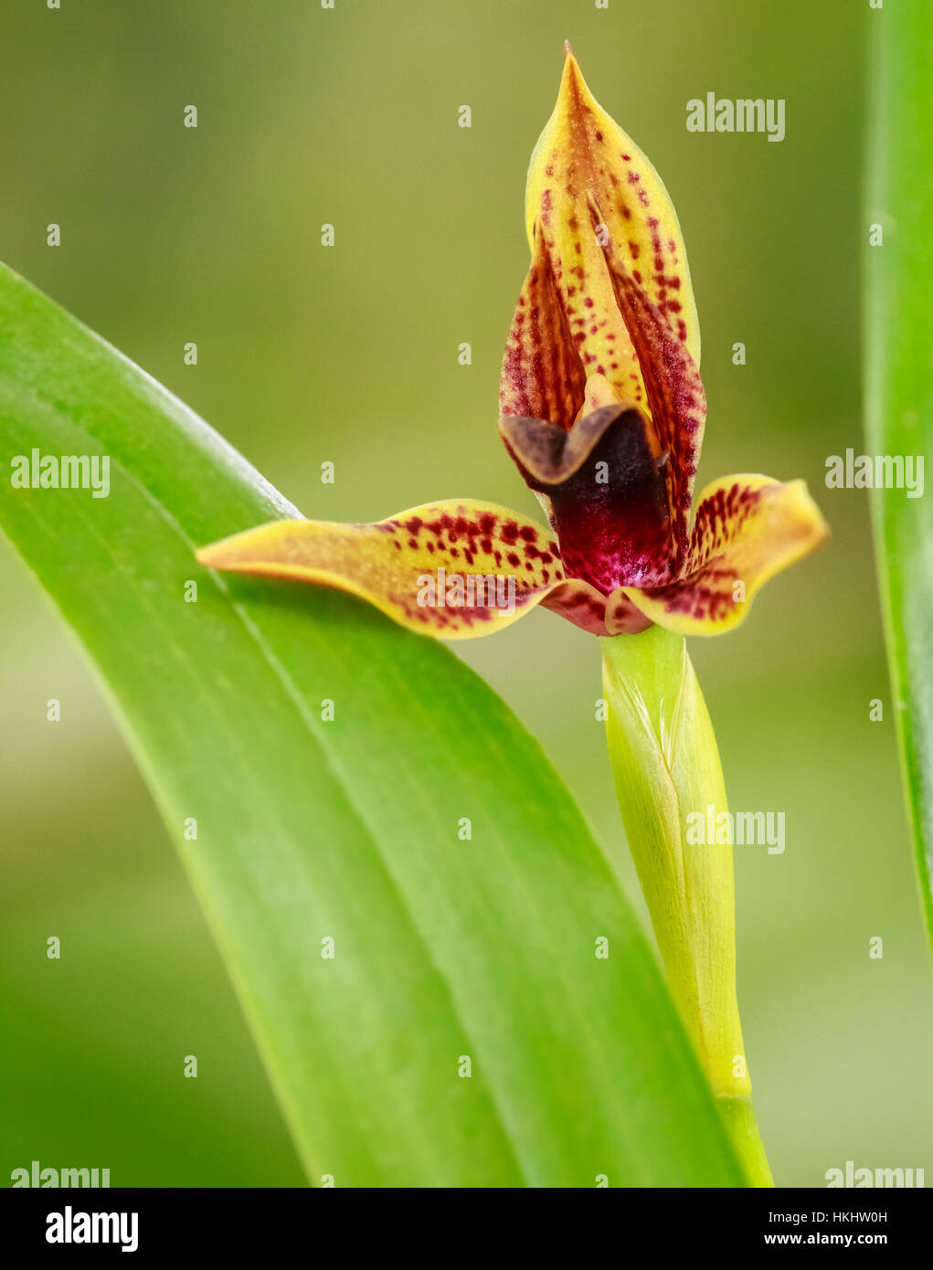 TIGER ORCHID Stock Photo