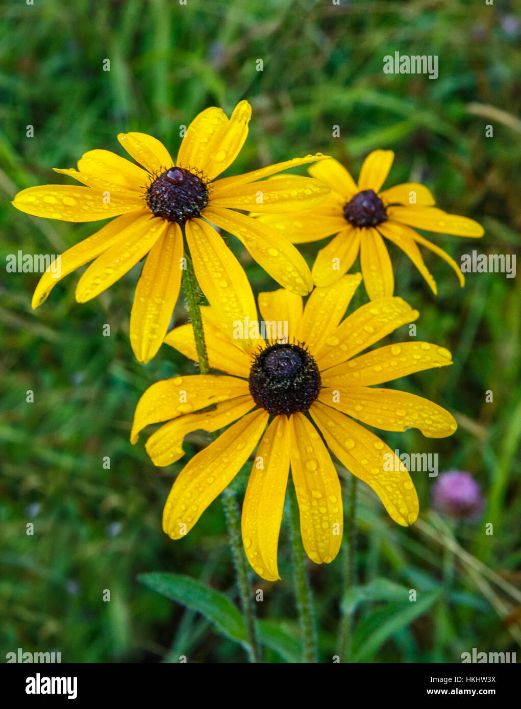BLACKEYED SUSAN (RUDBECKIA HIRTA MARMALADE Stock Photo Alamy