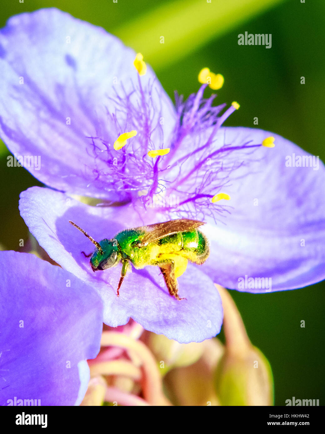 GREEN BEE ON BLUE SPIDERWORT Stock Photo