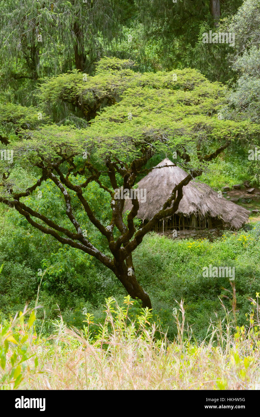 Traditional house with thatched roof, Lalibela, Ethiopia Stock Photo