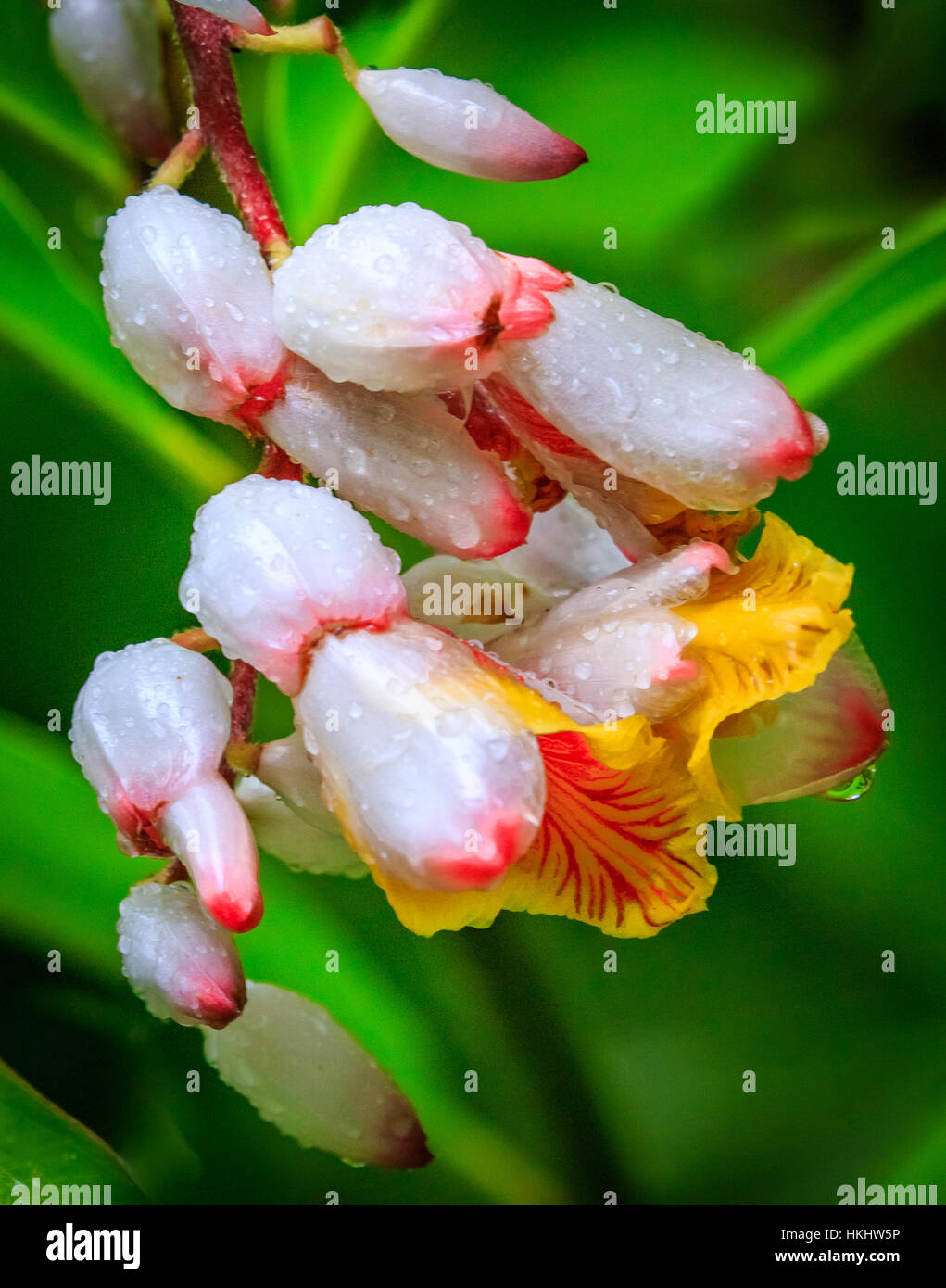 GINGER BLOSSOM (alpinia zerumbet Stock Photo Alamy