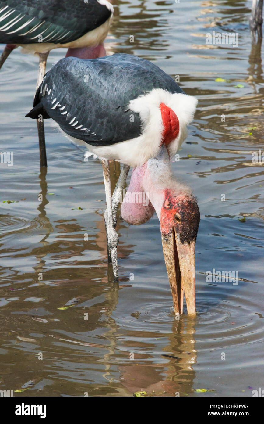 Marabou Stork (Leptoptilos crumenifer) at Ziway Lake, Great Rift Valley, Ethiopia Stock Photo