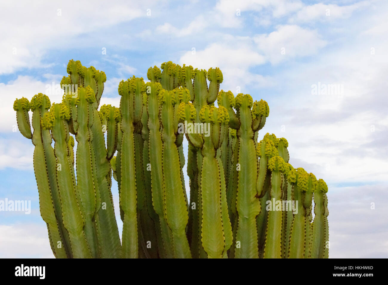 Cacti, Great Rift Valley, Ethiopia Stock Photo