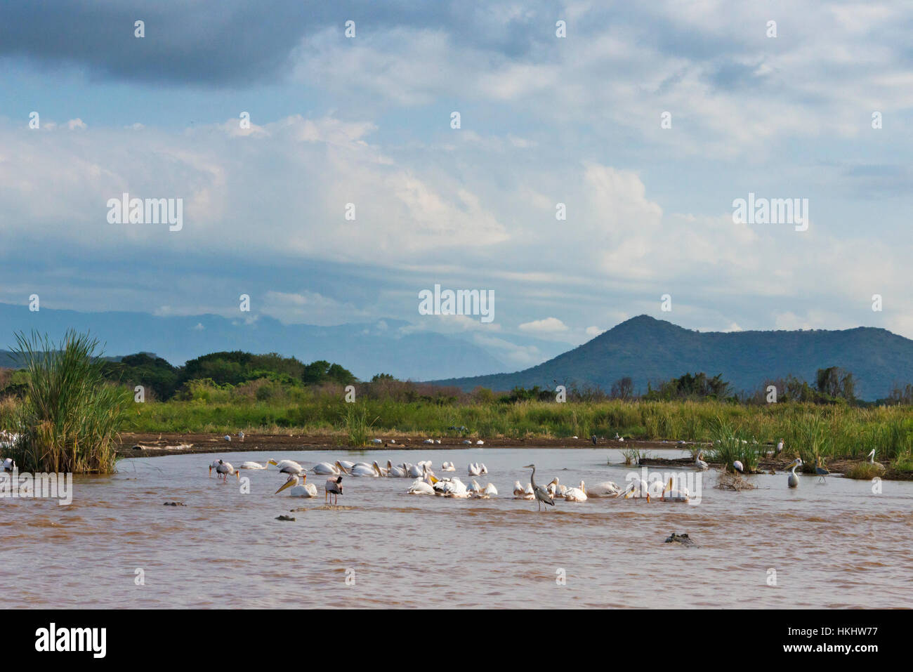 Great White Pelicans on Lake Shalla, Abijatta-Shalla National Park, Ethiopia Stock Photo