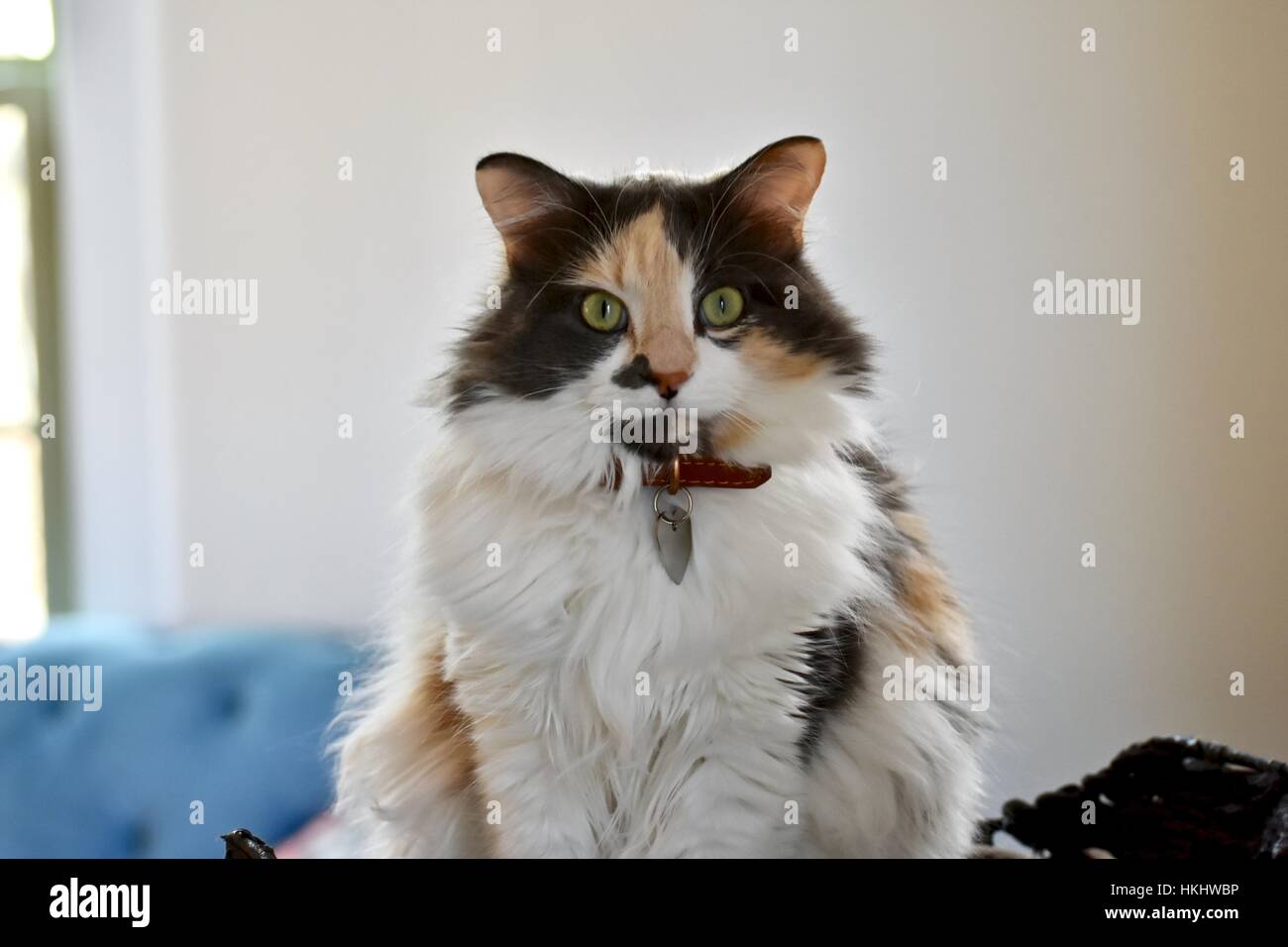 A Long Haired Calico Cat Sitting In Her Cat House Stock Photo
