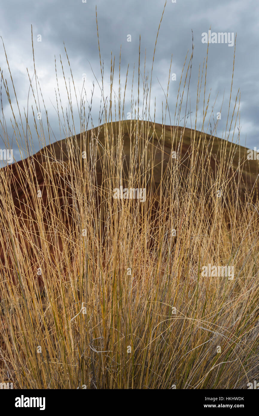 Bunch grass online