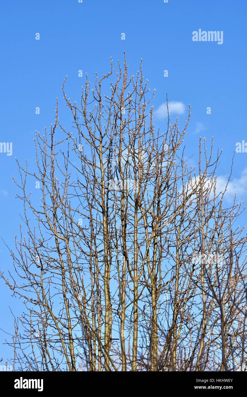 A barren winter tree with no leaves against a blue sky background Stock Photo
