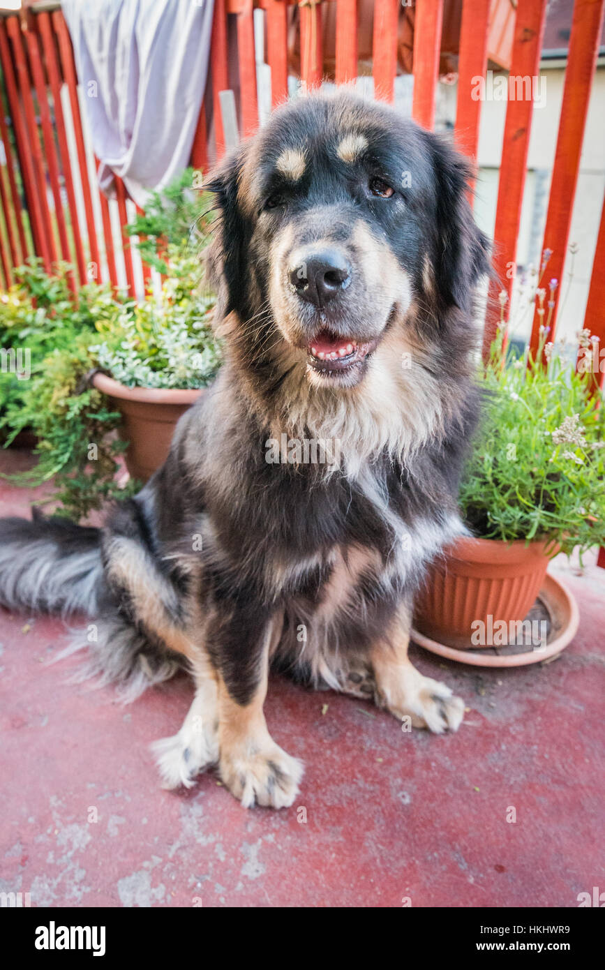 Tibetan Mastiff Stock Photo