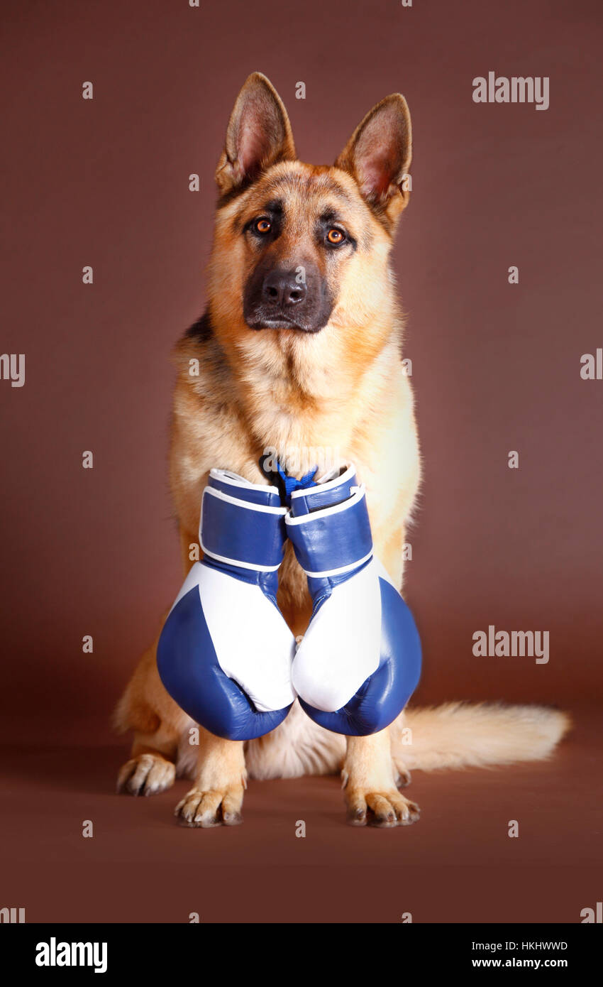 German shepherd dog with boxing gloves in studio Stock Photo Alamy