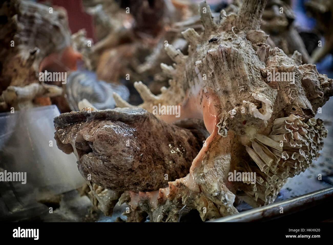 Conch (Yidd) live giant sea snail on sale at a Thailand seafood market stall. Thailand Asia. Lobatus gigas Stock Photo